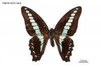 藏品(青鳳蝶)的圖片